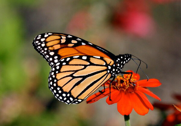 Monarch butterfly photo by Chip Taylor.